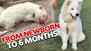 A Samoyed Puppy Journey From Newborn to 6 Months [upl. by Sevy]