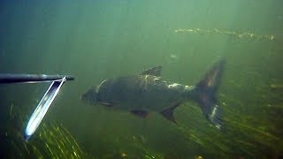 Подводная охота Летоосень2011ч1 Spearfishing Записки охотника [upl. by Llerrehs]