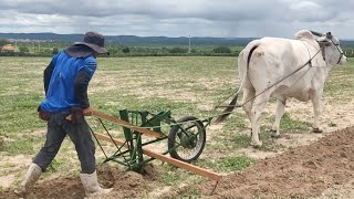 HUGO PLANTANDO MILHO NA PLANTADEIRA DO BOI E OLHE COMO É FEITA ESSA ENGENHOCA [upl. by Aelat]