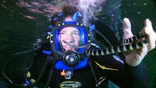 Diving with TOXIC Snakes  Deadly 60  Series 2  BBC Earth [upl. by Yeldar429]