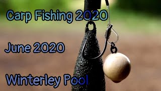 CARP FISHING  Winterley Pool Fishery  June [upl. by Norag]