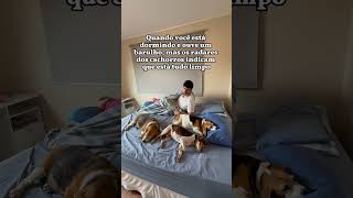 Deve ser coisa da minha cabeça…😅😅 petseeu cachorro cachorroengracado humor humorpet memes [upl. by Soo936]