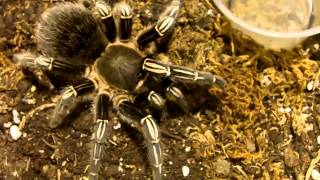 Tarantula Mythbuster Video 43  Detailed Overview of Aseemanni Costa Rican Zebra [upl. by Adlitam]