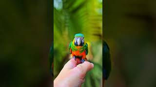 Get Prompt For a Parrot 🦜 Sitting on Hand  Kling Ai animals wildlife birds parrot [upl. by Lochner]