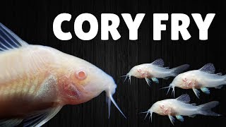 How to Raise Cory Catfish Fry [upl. by Ru497]