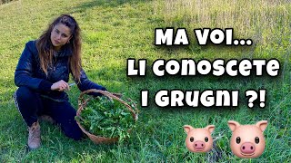 👩🏼‍🌾 COME RACCOGLIERE i GRUGNI Marchigiani un’erba comunemente chiamata Radichella Selvatica [upl. by Valeda]