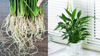 How to grow Peace Lily in water cleaning the air of the room [upl. by Kampmeier668]