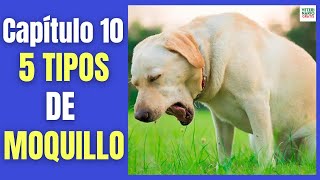 🔔 5 TIPOS O FORMAS DEL MOQUILLO EN PERROS 🔔 NERVIOSO CUTÁNEO OCULAR RESPIRATORIO Y DIGESTIVO [upl. by Madge]