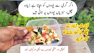 Tarbooz k chilke ki khad banane ka asaan tarika  How to make orgenic liquid fertilizer [upl. by Chloras]