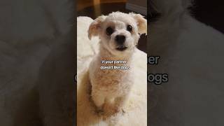 what to do when your partner doesnt like dogs happypoppy maltipoo adorable lamb [upl. by Cardew503]