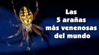 Las 5 arañas más venenosas del mundo [upl. by Jenkel202]