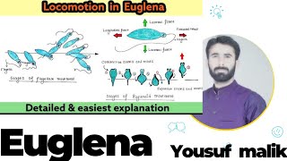 Locomotion In Euglena  Euglenoids Movement [upl. by Anaihsat]