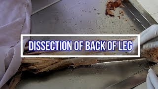 Dissection of Back of Leg [upl. by Melessa]