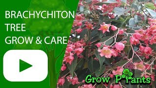 Brachychiton tree  grow and care Bottle Tree [upl. by Evered]