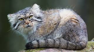 The Pallas Cat The Fluffiest Grumpiest Feline on Earth [upl. by Rehpotsirhk]