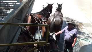 Stagecoach Knotts Berry Farm [upl. by Harberd123]