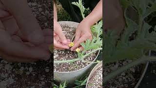 planting and caring for watermelons in pots pollination of watermelons [upl. by Dedie]