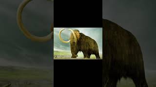 Extinct Animals Caught on Camera😳 shorts [upl. by Draneb985]