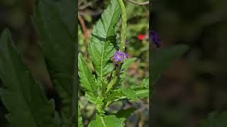 Stachytarpheta sp nature flowers beautiful naturephotography [upl. by Pickens]