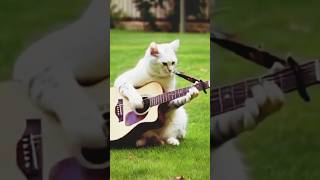 Cute Cat Playing Guitar And Dancing Hussainshub [upl. by Neeka494]