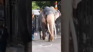 කොහොමද පැද්දිල්ල අපේ සින්හයගේ sinharaja elephant animals [upl. by Attenor]