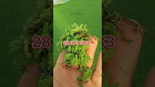 azolla أزولا أغنام مربيالحماموالدجاج مشروع azolla [upl. by Aiuhsoj]