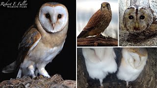 🔴 LIVE Tawny Owls🦉 Kestrels 🦅🥚  Buzzards Badgers🦡 amp More  From Ash Wood Yorkshire UK [upl. by Spalla]