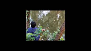 Best Fishing In The Pond village fishing hookfishing viral shortsriver fishing [upl. by Odranar]