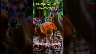 SATWA LANGKA KIJANG MERAH KALIMANTANquotRed deer of KalimantanquotMuntiacus atherodesshorts [upl. by Ball]