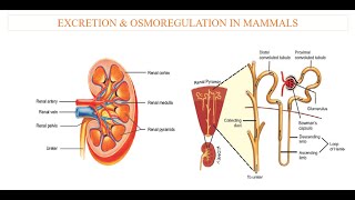 Excretion in Mammals [upl. by Flore]