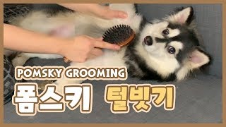 폼스키의 털을 빗어본다면🐶💇🏼 폼스키 쿠키 Pomsky Grooming [upl. by Ecyoj]