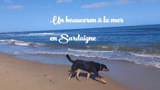 Un beauceron à la mer en Sardaigne [upl. by Imuya]