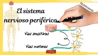 🏅SISTEMA NERVIOSO Neuronas sinapsis sistemas nervioso central periférico somático autónomo [upl. by Nerha399]