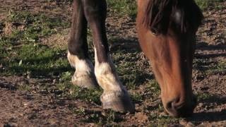 Tingdene Parks  Loddon Court Farm Park Berkshire [upl. by Marra]