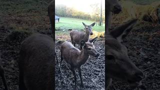 Wild im Wildpark Wiehl wildlifeanimals shortsvideo [upl. by Atonsah452]