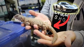 IMPRESIONANTES REPTILES prehistóricos ¿CUESTAN más que un AUTO [upl. by Ellynad]