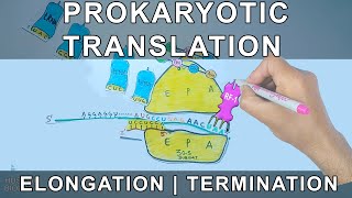 Prokaryotic Translation  Elongation and Termination [upl. by Atteselrahc733]