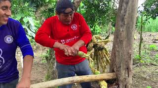 Sacando jugo de caña blanca en trapiche artesanal [upl. by Noed852]