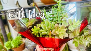 Reason to propagate succulent plants [upl. by Halimaj]