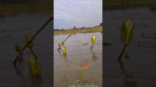 Best Hook Trap Fishing in Beel water catchingfish fishing hooktrapfishing [upl. by Tyre]