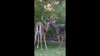 A rare melanistic buck Tall dark and very handsome [upl. by Boehmer]