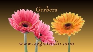 Timelapse of Growing and Opening Gerbera Flowers [upl. by Locke]