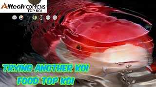 Fry to Tosai  4 Weeks on All tech coppens Top Koi [upl. by Gass342]