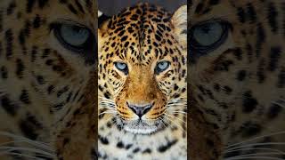 Amur Leopard  Rare Majestic Predator shorts animals leopard [upl. by Klarika435]