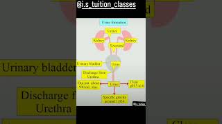 urine formation flow chart description available shorts viral biology kidney urineformation [upl. by Rolfe]