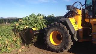 Rata Beet Bucket and JCB434 make short work of harvesting fodder beets in New Zealand [upl. by Seldan]