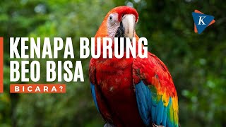 Kenapa Burung Beo Bisa Bicara [upl. by Northrop]