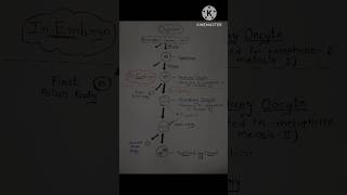 Notes of Oogenesishumanreproduction biologyneet class12biology youtubeshorts [upl. by Sualohcin712]