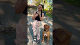 Shocking XXL Bully Secrets xxlbully americanbully shorts [upl. by Ennaej737]