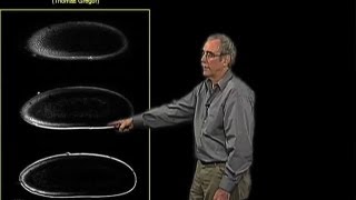 Movie of the Bicoid protein gradient  Eric Wieschaus PrincetonHHMI [upl. by Hackett]